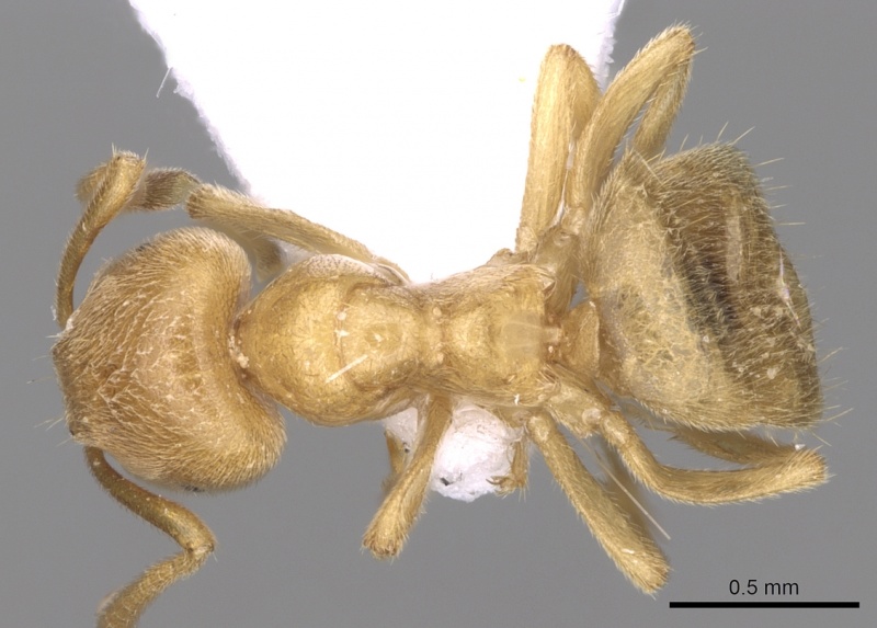 File:Lasius myops casent0906073 d 1 high.jpg