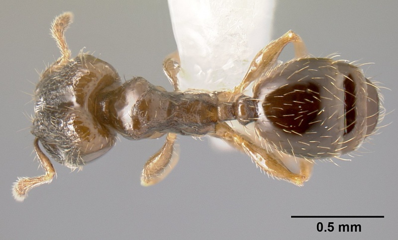 File:Pheidole janzeni casent0608973 d 1 high.jpg