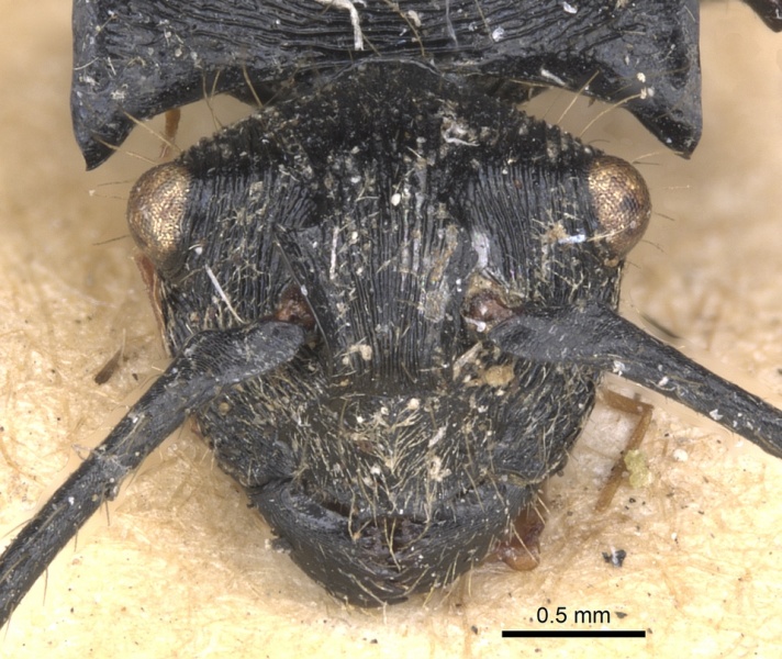 File:Polyrhachis hostilis casent0901803 h 1 high.jpg