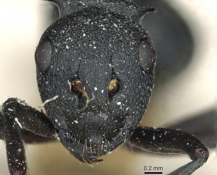 File:Polyrhachis nigrita rmcaent000017825 h 1 high.jpg