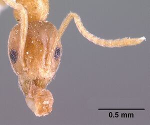 Technomyrmex madecassus casent0101636 head 1.jpg