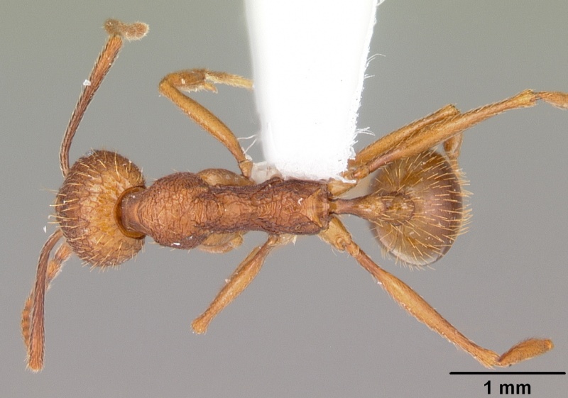 File:Aphaenogaster umphreyi casent0103612 dorsal 1.jpg