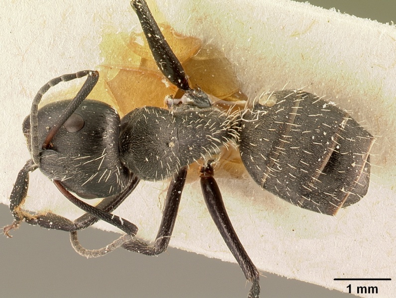 File:Camponotus descarpentriesi casent0101202 dorsal 1.jpg