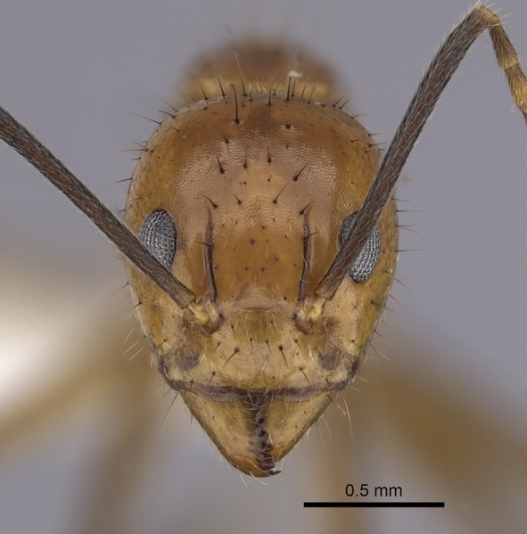 File:Dolichoderus baenae casent0249645 h 1 high.jpg