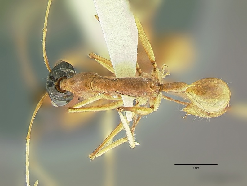 File:Odontomachus nigriceps had.jpg