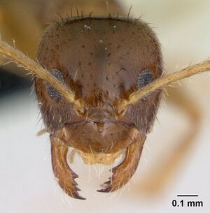 Paratrechina madagascarensis casent0132880 head 1.jpg