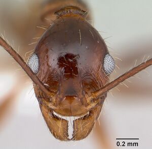 Pheidole oxyops casent0178044 head 1.jpg