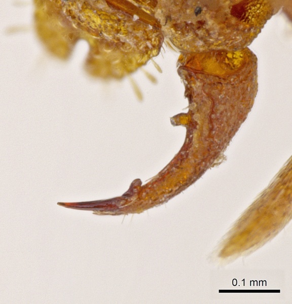 File:Rhopalothrix apertor casent0629587 h 3 high.jpg