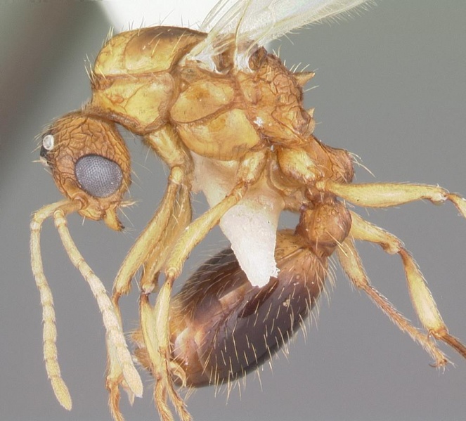 File:Tetramorium bicarinatum casent0102736 profile 1.jpg