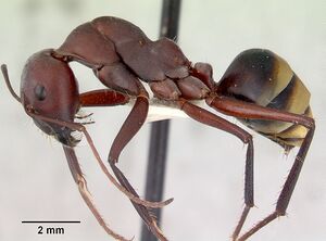 Camponotus aurocinctus casent0172174 profile 1.jpg