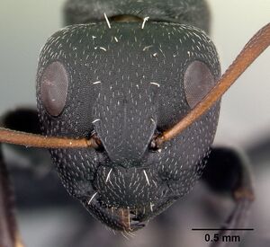 Camponotus grandidieri casent0188529 head 1.jpg