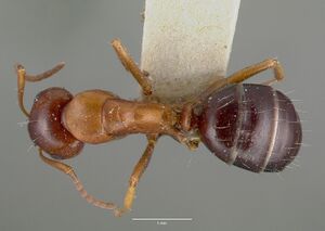 Camponotus hyatti castype00601 dorsal 1.jpg