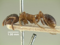 Myrmica brevinodis-var.-whymperi 20570 20570 hal.jpg