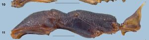 Odontomachus alius p.jpg