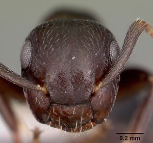 Camponotus cerberulus casent0104948 head 1.jpg