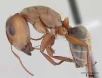Camponotus crispulus casent0173408 profile 1.jpg