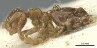 Crematogaster overbecki casent0912734 p 1 high.jpg