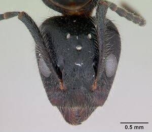 Dolichoderus germaini casent0173837 head 1.jpg