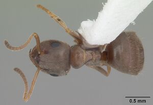 Lasius alienus casent0103987 dorsal 1.jpg