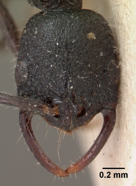 File:Leptogenys gracilis casent0102018 head 1.jpg