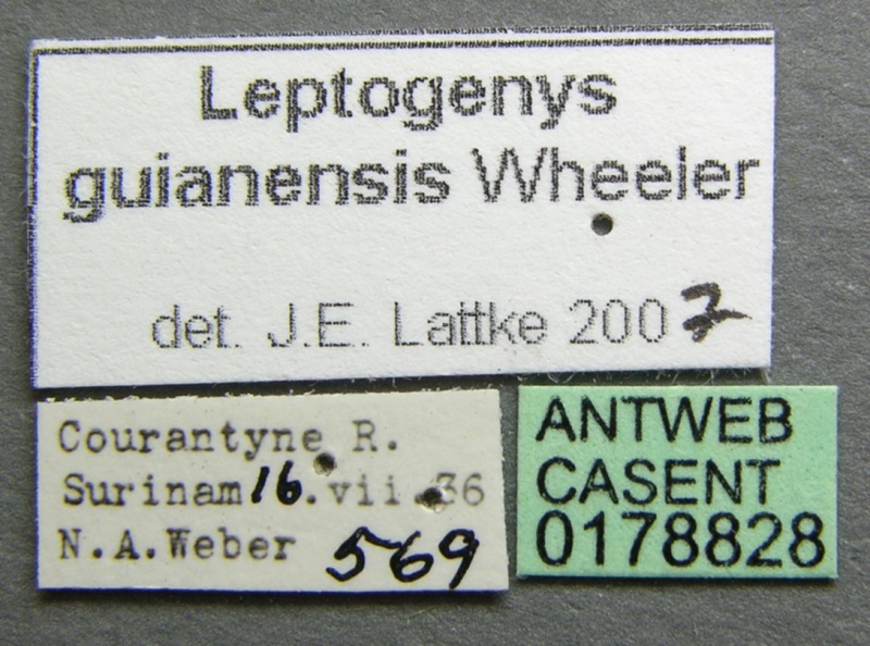 File:Leptogenys guianensis casent0178828 label 1.jpg