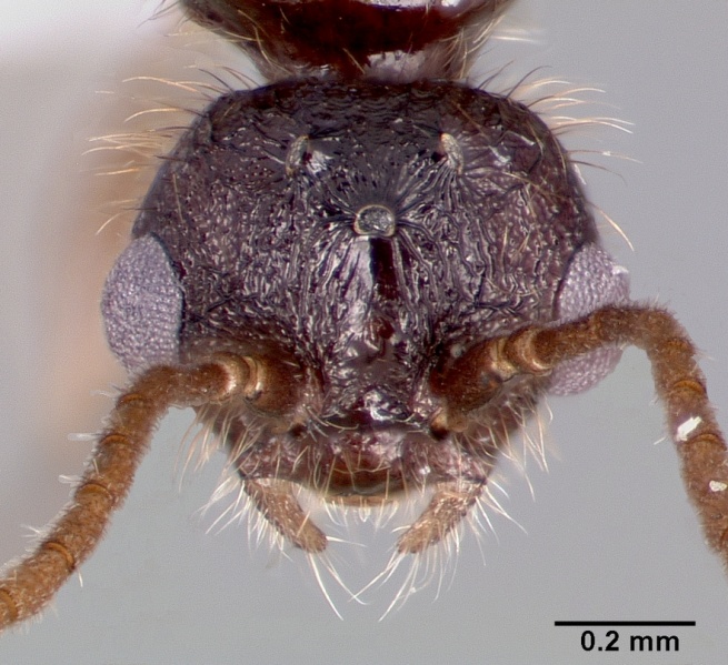 File:Leptothorax pacis casent0003203 head 1.jpg