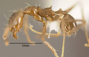 Pheidole hoelldobleri casent0635476 p 1 high.jpg