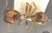 Pheidole inversa casent0901580 d 1 high.jpg