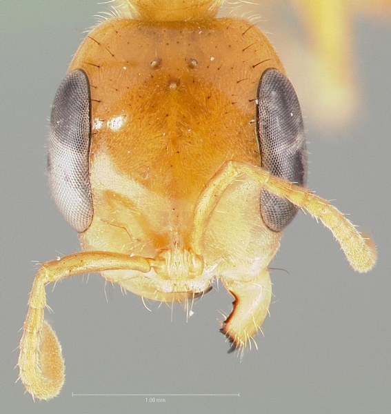 File:Pseudomyrmex osurus casent0005847 head 1.jpg