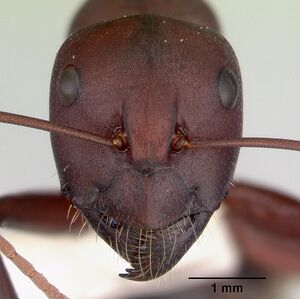 Camponotus aurocinctus casent0172174 head 1.jpg