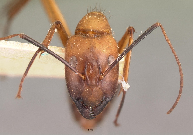 File:Camponotus cervicalis casent0101779 head 1.jpg