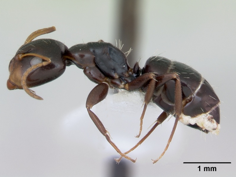 File:Camponotus vagulus casent0173458 profile 1.jpg