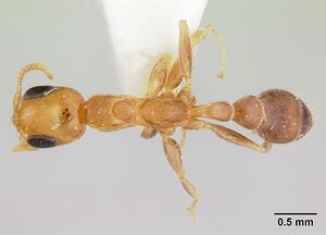 Pseudomyrmex filiformis casent0178622 dorsal 1.jpg