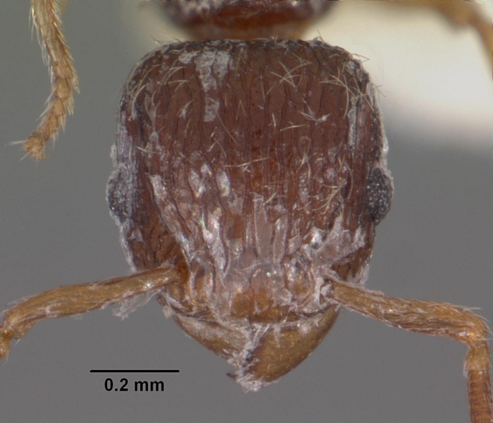 File:Tetramorium lanuginosum casent0102356 head 1.jpg