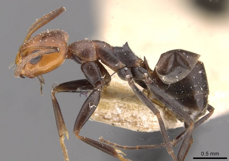 File:Dorymyrmex pyramicus casent0909741 p 1 high.jpg