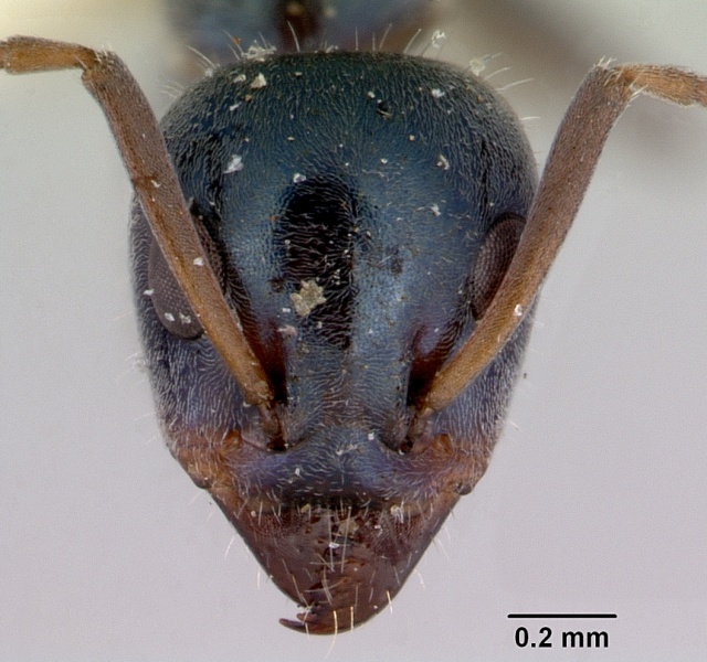 File:Iridomyrmex prismatis casent0172064 head 1.jpg