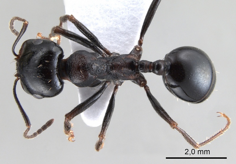 File:Messor intermedius antweb1008073 d 1 high.jpg