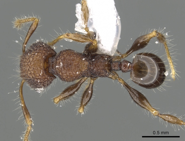 File:Pheidole sayapensis casent0901654 d 1 high.jpg