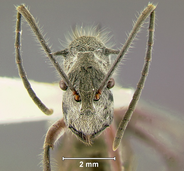 File:Polyrhachis-sexspinosaH1.6x.jpg