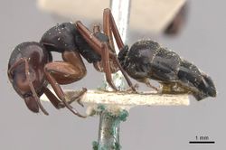 Camponotus scalaris casent0910462 p 1 high.jpg