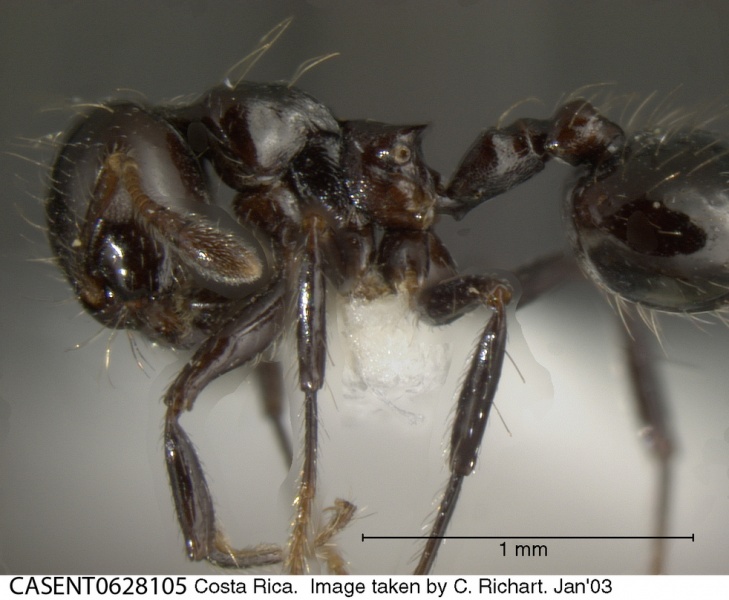 File:Crematogaster jardinero casent0628105 p 1 high.jpg