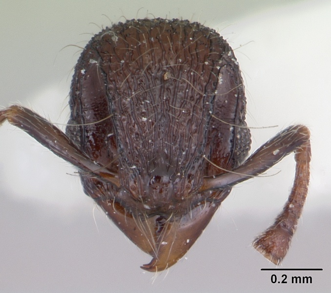 File:Lachnomyrmex longinodus casent0173875 head 1.jpg