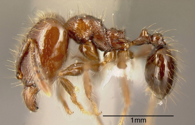 File:Pheidole erratilis inbiocri001282704 p 1 high.jpg