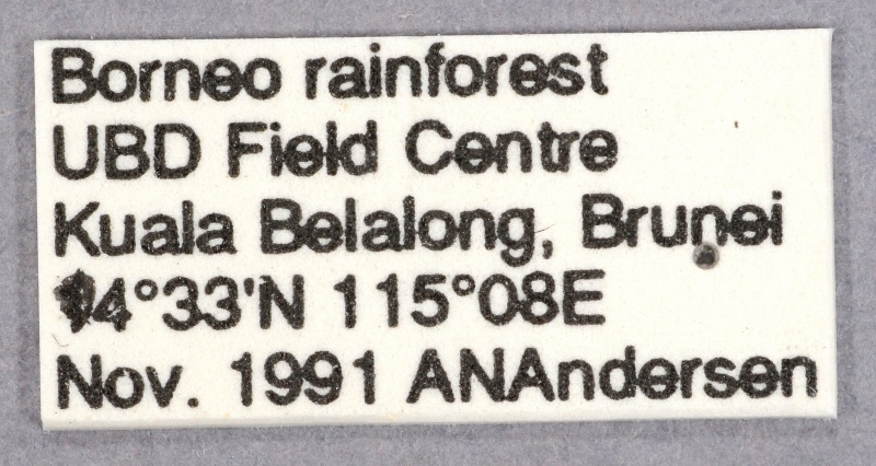 File:Polyrhachis bihamata labels.jpg