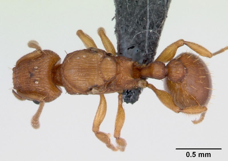 File:Tetramorium simillimum casent0135019 dorsal 1.jpg