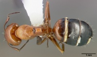 Camponotus bakeri casent0005340 dorsal 1.jpg
