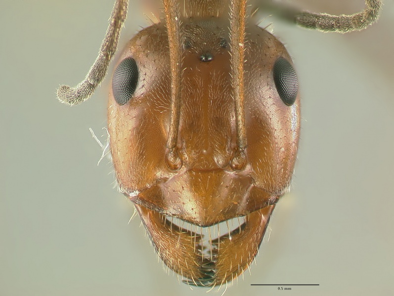 File:Myrmecocystus-mendax Ha5.jpg