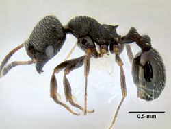 Oxyopomyrmex santschii casent0106267 p 1 high.jpg