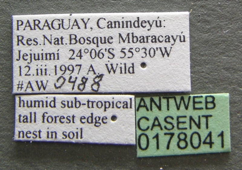 File:Pheidole obscurithorax casent0178041 label 1.jpg