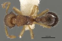 Tetramorium pulchellum casent0280894 d 1 high.jpg